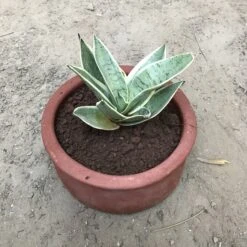 Sansevieria Hahnii Silver Marginata Plant