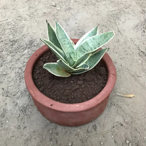 Sansevieria Hahnii Silver Marginata Plant