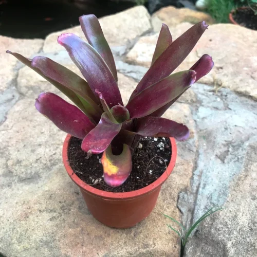 Neoregelia Fireball Plant