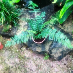 Polystichum Setiferum Soft Shield Fern Plant -Plant Life Decor Shop IMG 0602