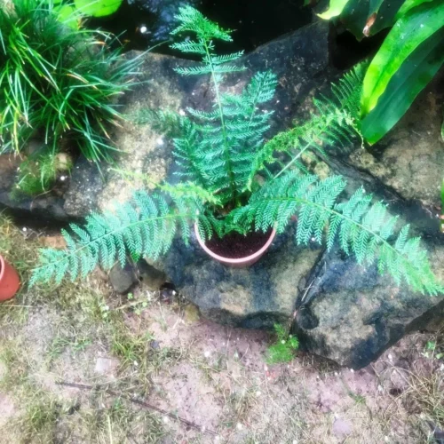 Polystichum Setiferum Soft Shield Fern Plant -Plant Life Decor Shop IMG 0602