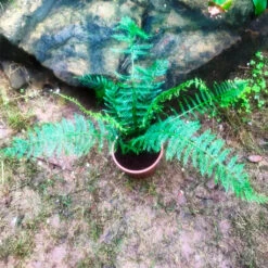 Polystichum Setiferum Soft Shield Fern Plant -Plant Life Decor Shop IMG 0603