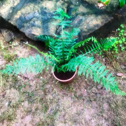 Polystichum Setiferum Soft Shield Fern Plant -Plant Life Decor Shop IMG 0603