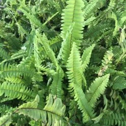 Boston Fern Air Purifier Fern Plant -Plant Life Decor Shop IMG 0726