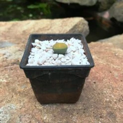 Lithop Fulviceps Aurea Living Stone Succulent Plant -Plant Life Decor Shop IMG 0768