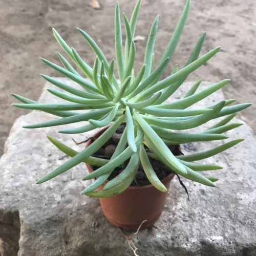 Sedum Reflexum Blue Spruce Succulent Plant