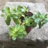 Sedum Confusum Green Succulent Plant
