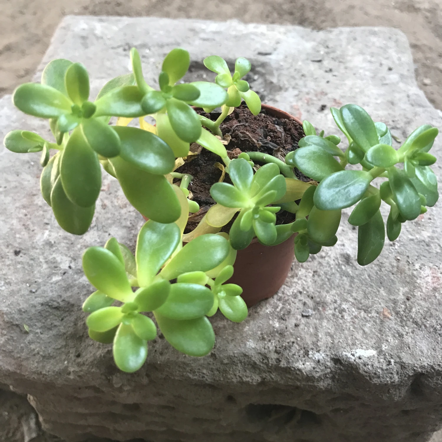 Sedum Confusum Green Succulent Plant 1 Sedum Confusum Green Succulent Plant