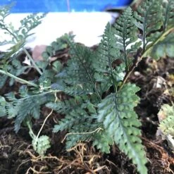 Nephrolepis Exaltata Bostoniensis Compacta Fern Plant