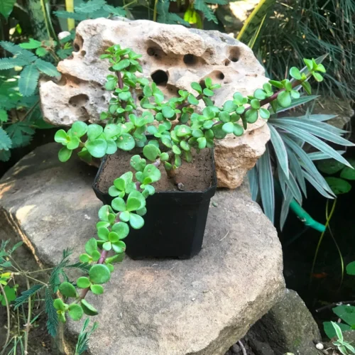 Dwarf Jade Portulacaria Afra Succulent Plant -Plant Life Decor Shop IMG 1241