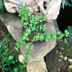 Dwarf Jade Portulacaria Afra Succulent Plant -Plant Life Decor Shop IMG 1243