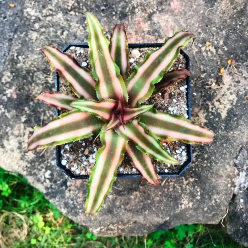 Cryptanthus Bivattatus Ruby Plant -Plant Life Decor Shop IMG 1270