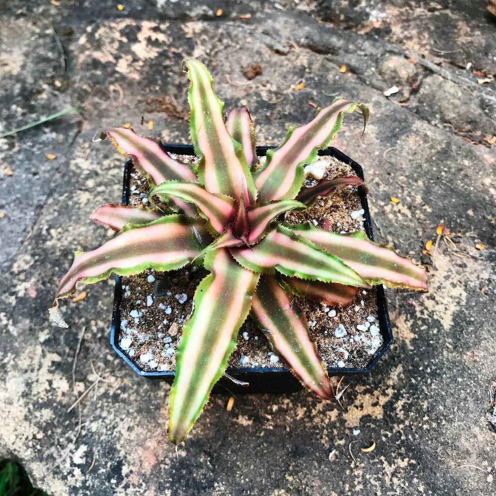 Cryptanthus Bivattatus Ruby Plant 2 Cryptanthus Bivattatus Ruby Plant - Image 2