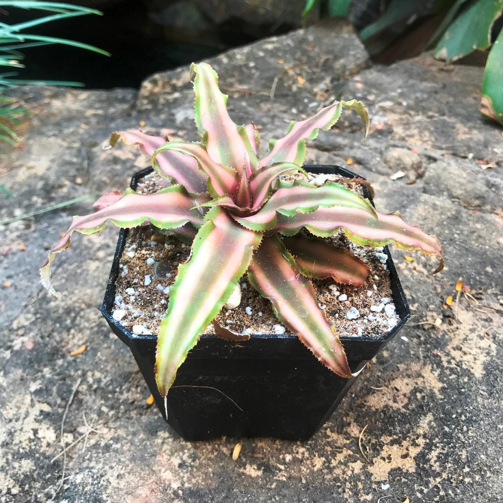 Cryptanthus Bivattatus Ruby Plant 1 Cryptanthus Bivattatus Ruby Plant