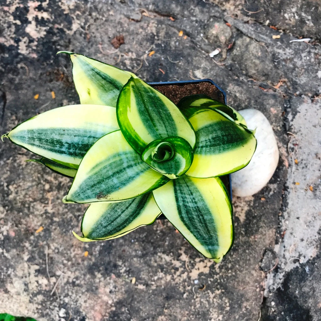 Sansevieria Golden Hehnii Plant 3 Sansevieria Golden Hehnii Plant - Image 3