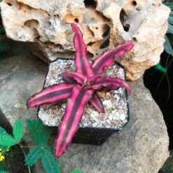 Cryptanthus Bivittatus Red Star Plant -Plant Life Decor Shop IMG 1279