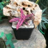 Cryptanthus Bivittatus Red Star Plant
