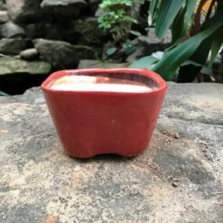 Square Bonsai Ceramic Planter -Plant Life Decor Shop IMG 1918