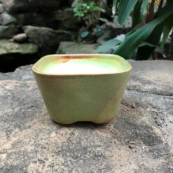 Square Bonsai Ceramic Planter -Plant Life Decor Shop IMG 1920