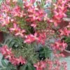Kalanchoe Blossfeldiana Succulent Plant