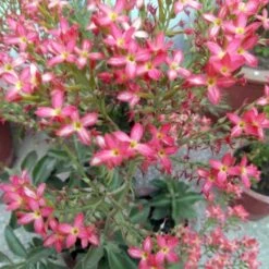 Kalanchoe Blossfeldiana Succulent Plant