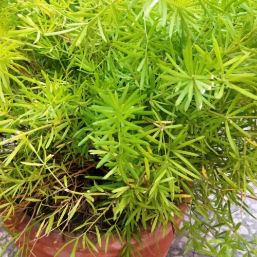 Asparagus Densiflorus Fern Plant