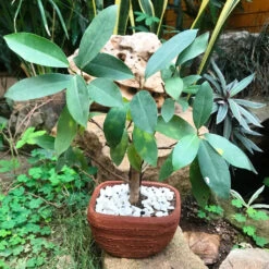 Set Of 4 Rectangle Bonsai Terracotta Pots