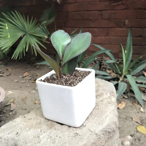 Peperomia Claviformis Succulent Plant 5 Peperomia Claviformis Succulent Plant -Plant Life Decor Shop IMG 2201 scaled