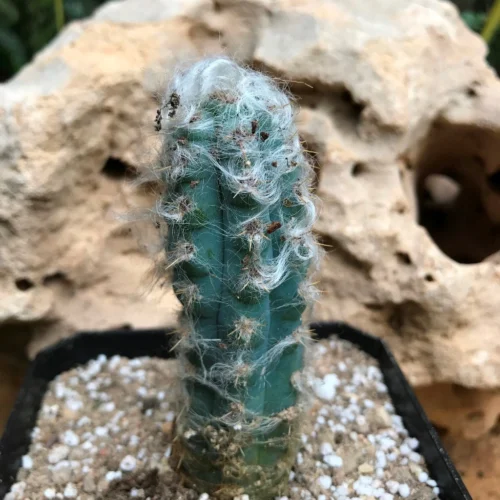 Pilosocereus Pachycladus Blue Columner Cactus Plant 7 Pilosocereus Pachycladus Blue Columner Cactus Plant -Plant Life Decor Shop IMG 2224