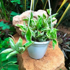 Hoya Carnosa Albomarginata Plant -Plant Life Decor Shop IMG 2665