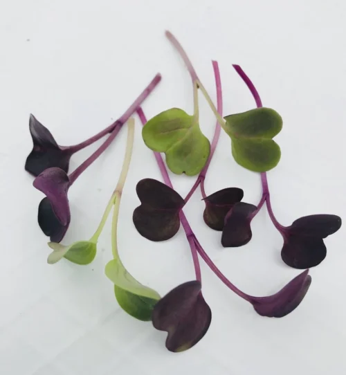 Purple Radish Microgreen Seeds -Plant Life Decor Shop IMG 3500 1024x1024 e00f58fe d9c7 4045 9a75 5bd6108e9875