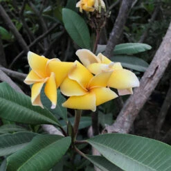 Plumeria Rubra Bali Palace Champa Plant