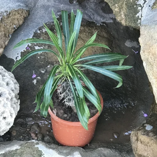 Pachypodium Lamerei Succulent Plant