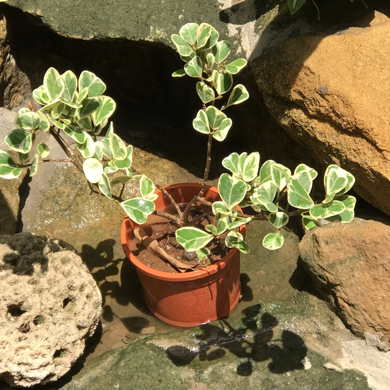 Ficus Triangularis Variegata Plant 2 Ficus Triangularis Variegata Plant - Image 2