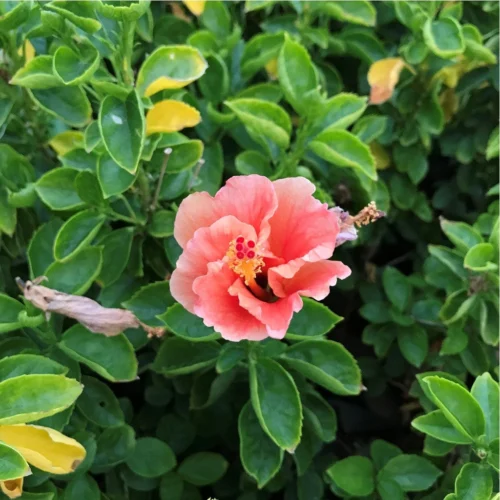 Hibiscus Exotic Peach Plant