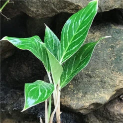 Aglaonema Key Lime Plant