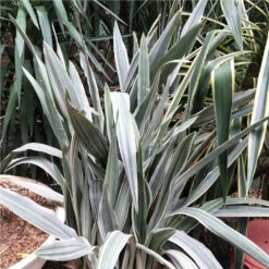 Sansevieria Metallica Siam Silver Plant