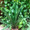 Sansevieria Trifasciata Black Coral Plant