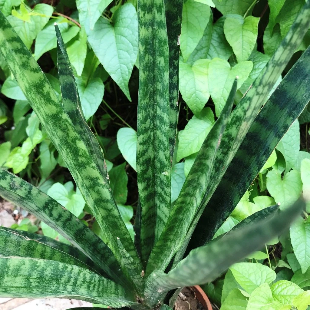 Sansevieria Trifasciata Black Coral Plant 2 Sansevieria Trifasciata Black Coral Plant - Image 2