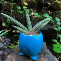 Sacred Lotus Ceramic Planter