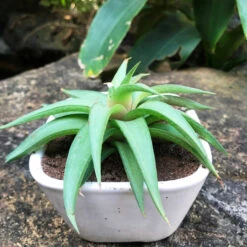 Square Bonsai Ceramic Planter -Plant Life Decor Shop IMG 7262