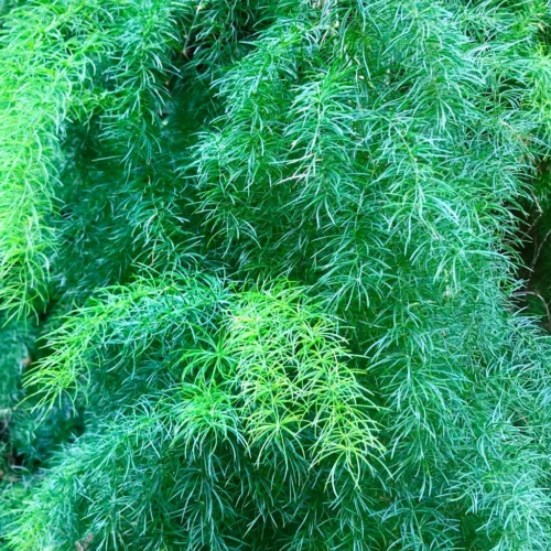 Asparagus Racemosus Fern Plant