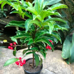 Marlberry Ardisia Japonica Plant