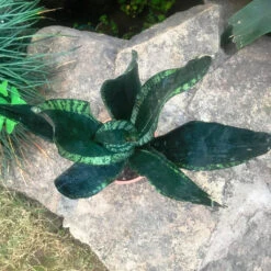 Sansevieria Whitney Plant -Plant Life Decor Shop IMG 8342