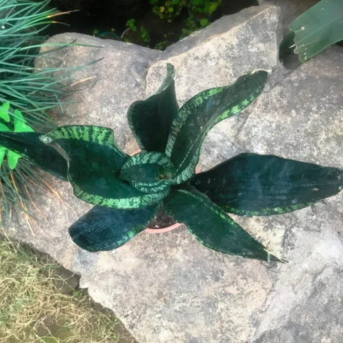 Sansevieria Whitney Plant 5 Sansevieria Whitney Plant -Plant Life Decor Shop IMG 8342