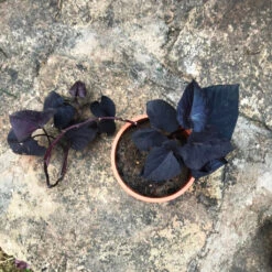 Ipomoea Batatas Ace Of Spades Plant -Plant Life Decor Shop IMG 8358 39571722 ff0b 4ea3 ae78 5f331377fa13