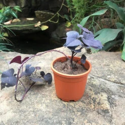 Ipomoea Batatas Ace Of Spades Plant -Plant Life Decor Shop IMG 8359 205ebcc7 1171 46a8 b876 6b181fdb5bc5