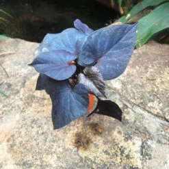 Ipomoea Batatas Ace Of Spades Plant -Plant Life Decor Shop IMG 8360 c9ca7772 2194 4910 96d8 79c0787bbd8d