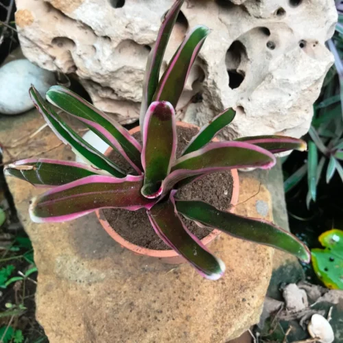 Neoregelia Rosy Fireball Plant