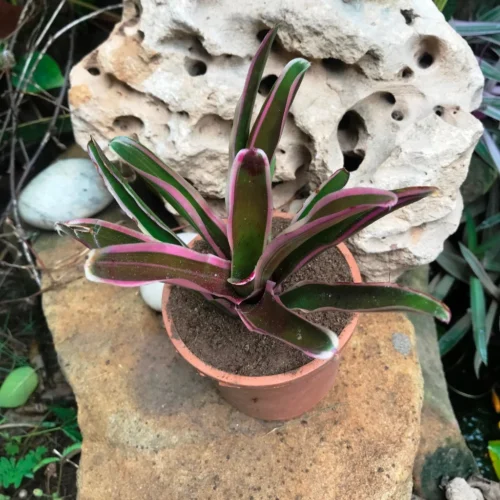 Neoregelia Rosy Fireball Plant -Plant Life Decor Shop IMG 9937